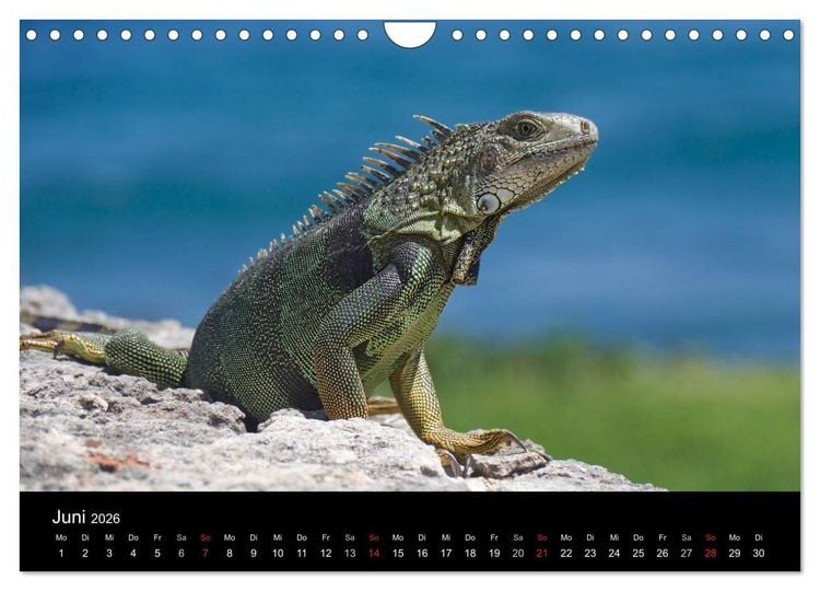 Produktbild: Trauminsel Puerto Rico (Wandkalender 2026 DIN A4 quer), CALVENDO Monatskalender