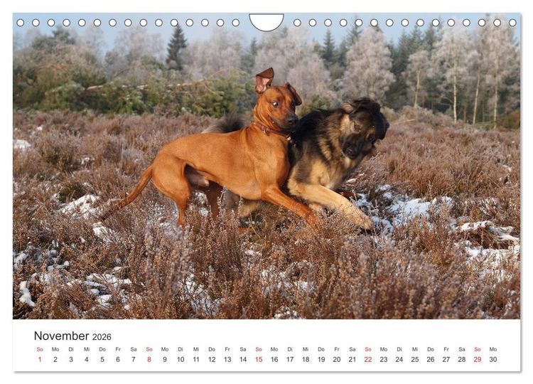 Produktbild: Ridgebacks - Hunde aus Afrika (Wandkalender 2026 DIN A4 quer), CALVENDO Monatskalender