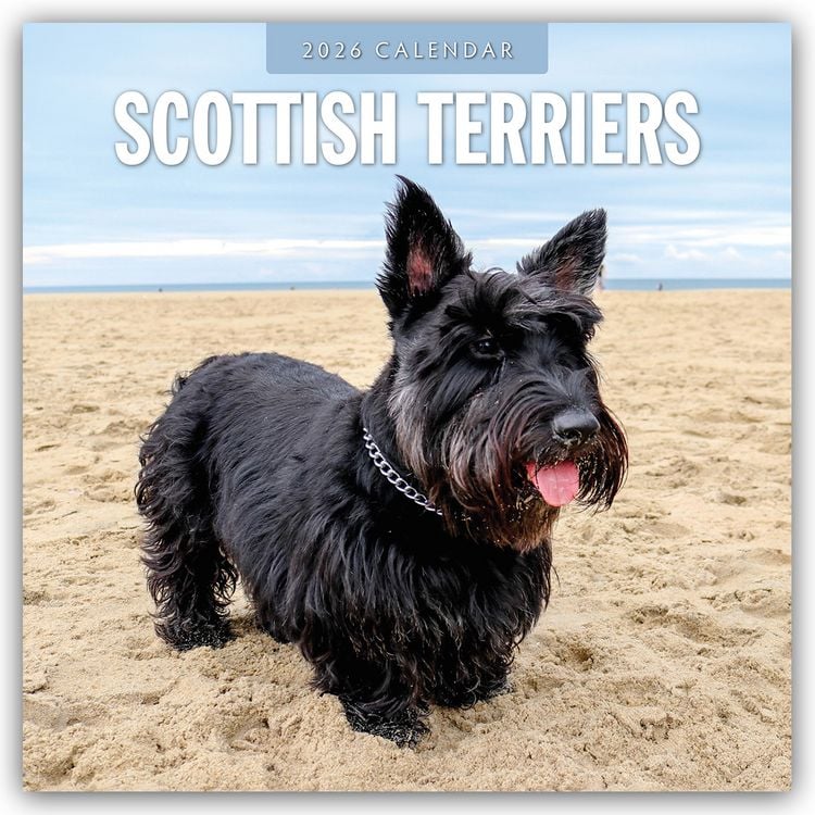 Produktbild: Scottish Terrier – Scotchterrier 2026 – 16-Monatskalender