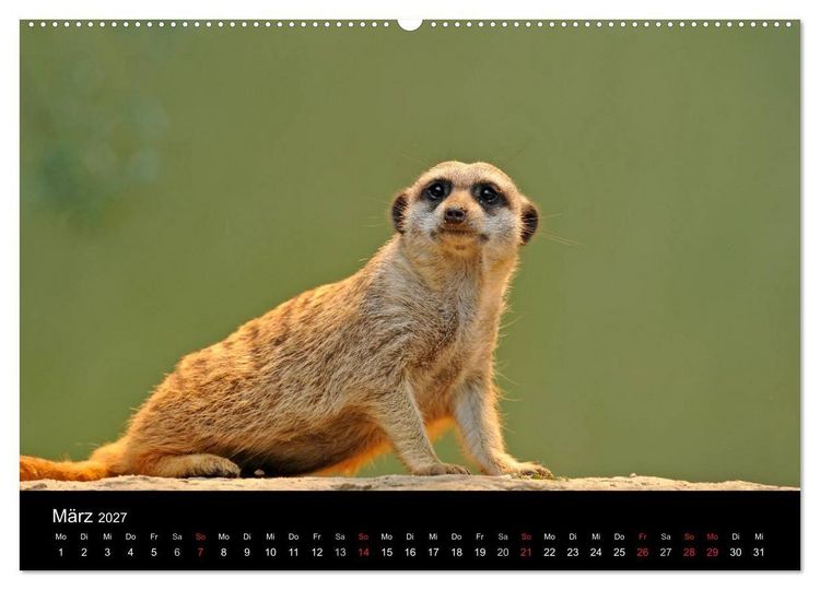 Produktbild: Erdm&auml;nnchen - Tierkinder (Wandkalender 2027 DIN A2 quer), CALVENDO Monatskalender