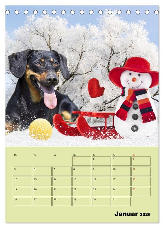 Produktbild: Dackeltr&auml;ume - Ein Familienplaner f&uuml;r das Jahr (Tischkalender 2026 DIN A5 hoch), CALVENDO Monatskalender