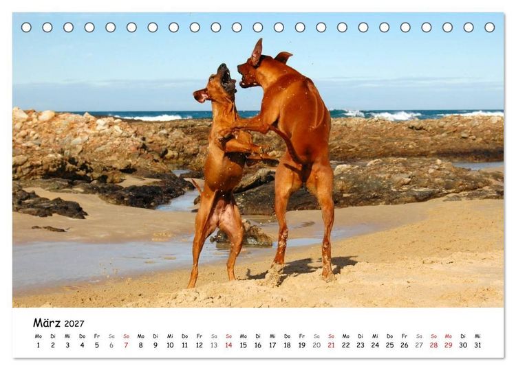 Produktbild: Rhodesian Ridgebacks in Aktion (Tischkalender 2027 DIN A5 quer), CALVENDO Monatskalender