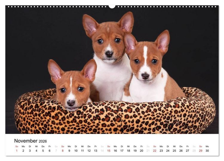 Produktbild: Allerliebste Basenji Welpen 2026 (Wandkalender 2026 DIN A2 quer), CALVENDO Monatskalender