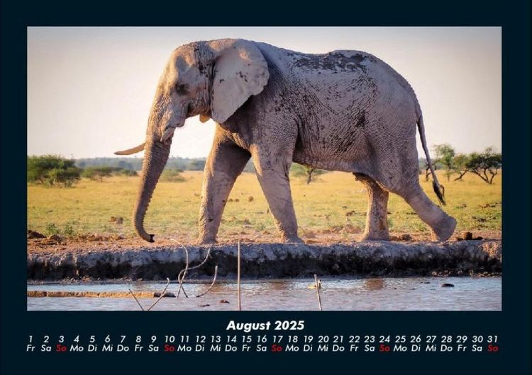 Produktbild: Elefanten - Die sanften Riesen Afrikas 2025 Fotokalender DIN A4