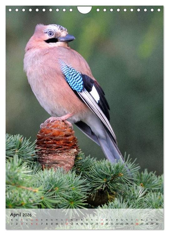 Produktbild: V&ouml;gel im heimischen Garten (Wandkalender 2026 DIN A4 hoch), CALVENDO Monatskalender