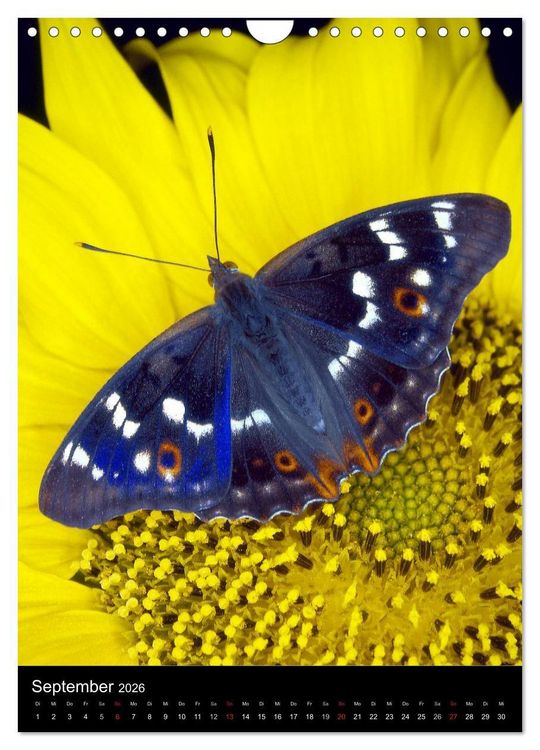 Produktbild: Schmetterlilnge und Blumen (Wandkalender 2026 DIN A4 hoch), CALVENDO Monatskalender
