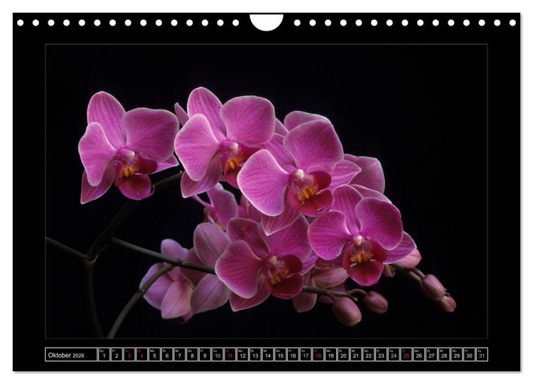 Produktbild: Orchideen 2026 (Wandkalender 2026 DIN A4 quer), CALVENDO Monatskalender
