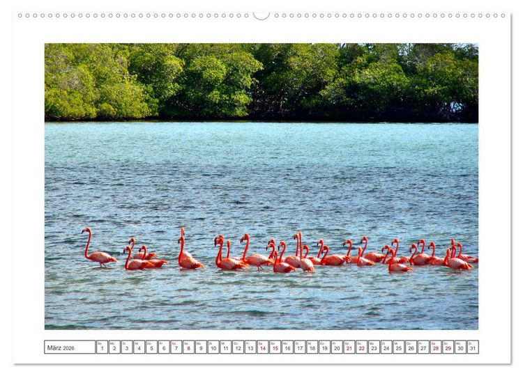 Produktbild: Pretty Flamingos in Cuba (hochwertiger Premium Wandkalender 2026 DIN A2 quer), Kunstdruck in Hochglanz