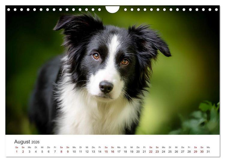 Produktbild: Sch&ouml;n, schlau, schnell! - Der Border Collie - Kalender (Wandkalender 2026 DIN A4 quer), CALVENDO Monatskalender