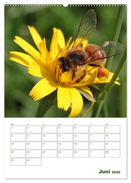 Produktbild: Bienen-Terminplaner 2026 (Wandkalender 2026 DIN A2 hoch), CALVENDO Monatskalender