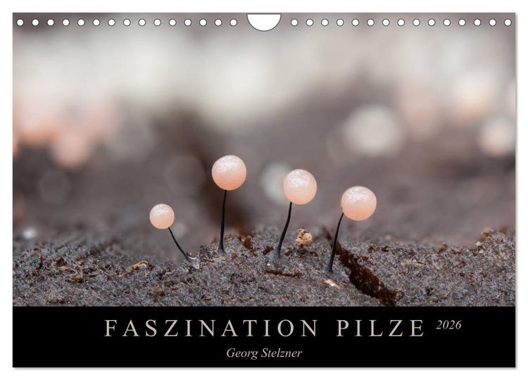 Produktbild: FASZINATION PILZE 2026 (Wandkalender 2026 DIN A4 quer), CALVENDO Monatskalender