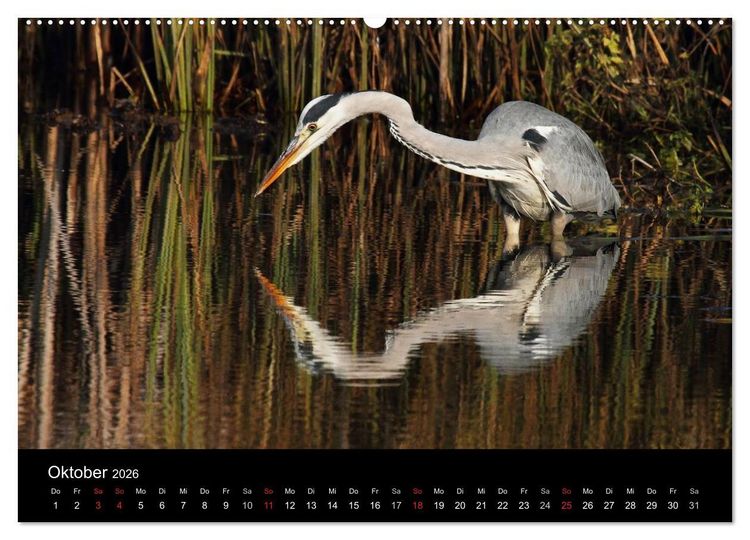 Produktbild: Aus dem Leben der Graureiher (Wandkalender 2026 DIN A2 quer), CALVENDO Monatskalender