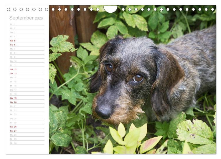 Produktbild: Rauhaardackel Motte & Friends (Wandkalender 2026 DIN A4 quer), CALVENDO Monatskalender