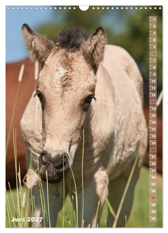 Produktbild: Fohlen im Portr&auml;t (Wandkalender 2027 DIN A3 hoch), CALVENDO Monatskalender