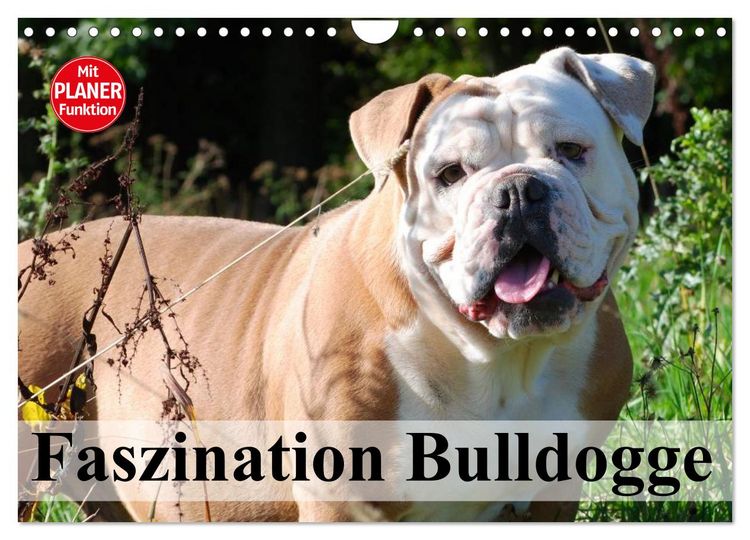 Produktbild: Faszination Bulldogge (Wandkalender 2026 DIN A4 quer), CALVENDO Monatskalender