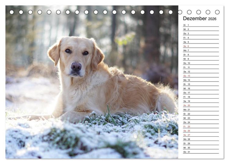 Produktbild: Goldig durch das Jahr! (Tischkalender 2026 DIN A5 quer), CALVENDO Monatskalender