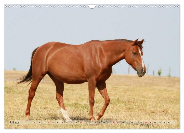 Produktbild: Quarter Horses - Die gr&ouml;&szlig;te Zuchtbuchrasse der Welt (Wandkalender 2026 DIN A3 quer), CALVENDO Monatskalender