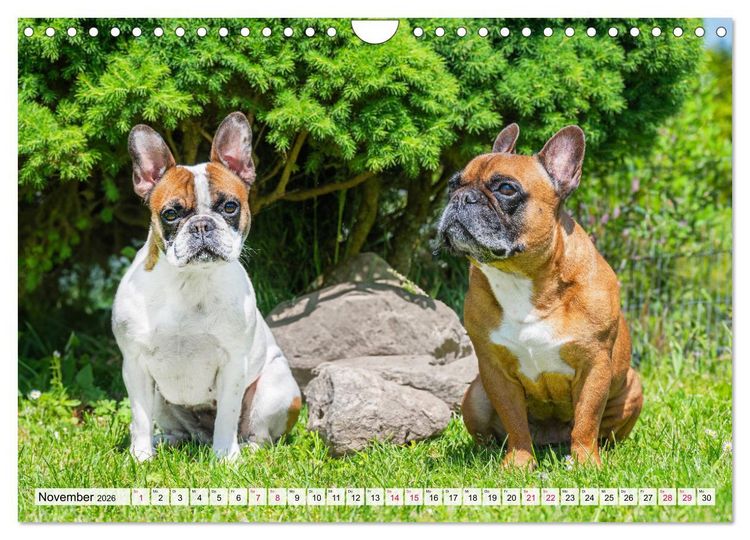 Produktbild: Kleine Helden - Franz&ouml;sische Bulldoggen (Wandkalender 2026 DIN A4 quer), CALVENDO Monatskalender