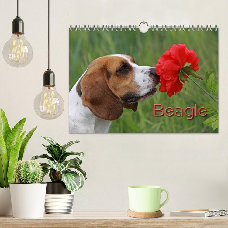 Produktbild: Beagle (Wandkalender 2026 DIN A4 quer), CALVENDO Monatskalender