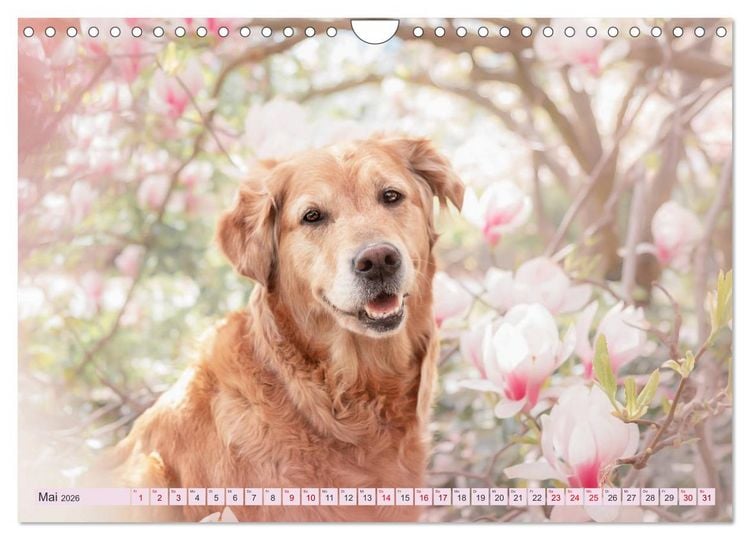 Produktbild: Golden Retriever Hailey Fotokalender (Wandkalender 2026 DIN A4 quer), CALVENDO Monatskalender