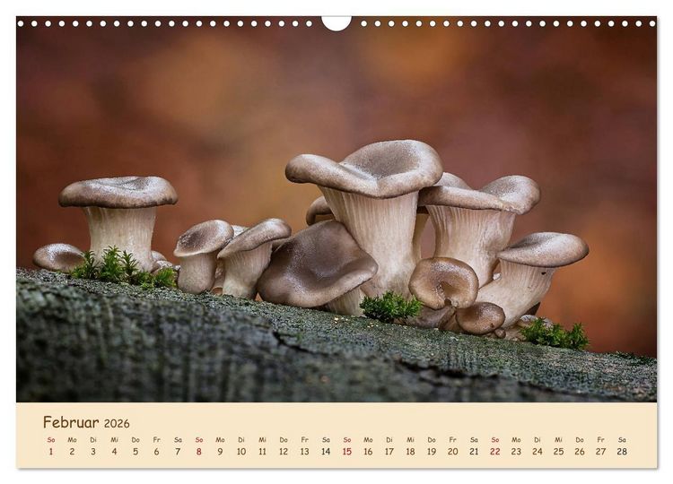 Produktbild: Pilzgalerie - Eindrucksvolle Aufnahmen von unseren heimischen Pilzen (Wandkalender 2026 DIN A3 quer), CALVENDO Monatskalender