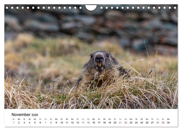 Produktbild: Gr&uuml;&szlig;e aus K&auml;rnten (Wandkalender 2026 DIN A4 quer), CALVENDO Monatskalender