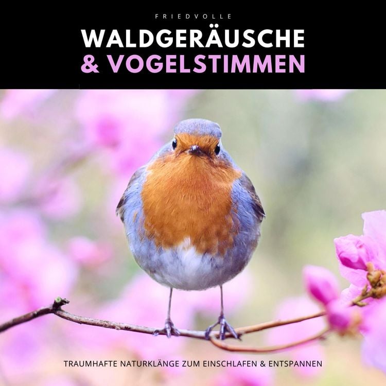 Produktbild: Friedvolle Waldger&auml;usche & Vogelstimmen
