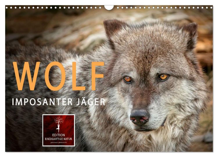 Produktbild: Wolf - Imposanter J&auml;ger (Wandkalender 2026 DIN A3 quer), CALVENDO Monatskalender