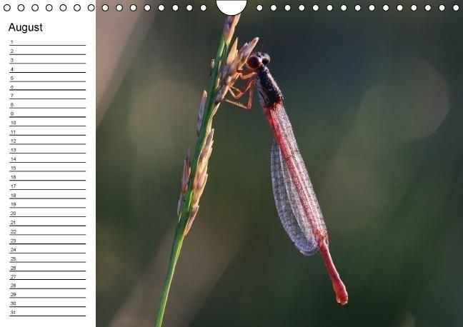 Produktbild: Libellen Geburtstagskalender (Wandkalender immerw&auml;hrend DIN A4 quer)