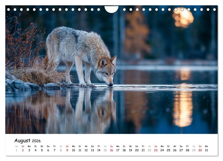 Produktbild: W&ouml;lfe im Mondlicht - Ruf der Wildnis (Wandkalender 2026 DIN A4 quer), CALVENDO Monatskalender