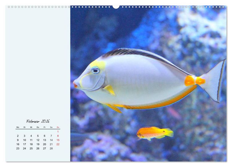 Produktbild: Salzwasseraquarium. Meeresfische im heimischen Wohnzimmer (Wandkalender 2026 DIN A2 quer), CALVENDO Monatskalender