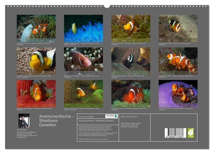 Produktbild: Anemonenfische - Streitbare Gesellen (hochwertiger Premium Wandkalender 2027 DIN A2 quer), Kunstdruck in Hochglanz