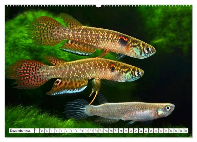 Produktbild: Killifische S&uuml;damerikas (hochwertiger Premium Wandkalender 2026 DIN A2 quer), Kunstdruck in Hochglanz