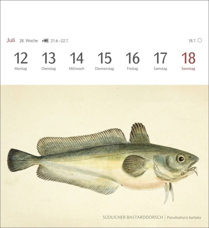 Produktbild: Fische Postkartenkalender 2027 - Postkartenkalender mit 53 historischen Zeichnungen