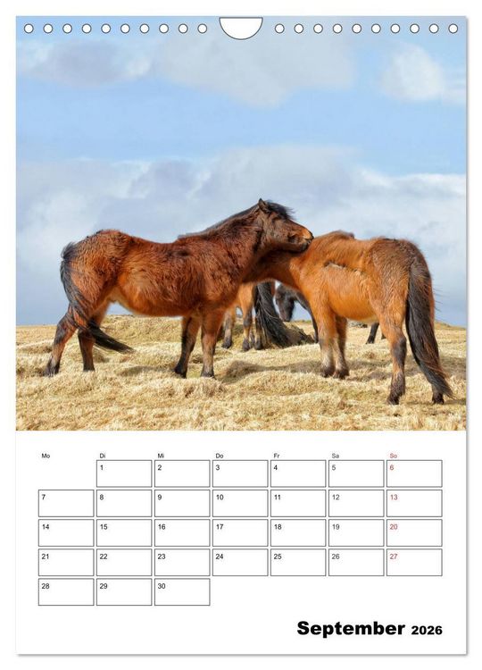 Produktbild: ISLANDPFERDE an der K&uuml;ste von Sn&aelig;fellsnes (Wandkalender 2026 DIN A4 hoch), CALVENDO Monatskalender