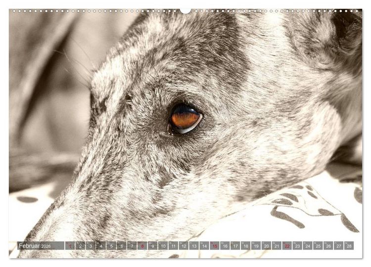 Produktbild: Galgo eye-catcher (hochwertiger Premium Wandkalender 2026 DIN A2 quer), Kunstdruck in Hochglanz