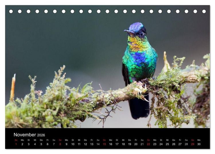 Produktbild: Der Kolibrikalender (Tischkalender 2026 DIN A5 quer), CALVENDO Monatskalender