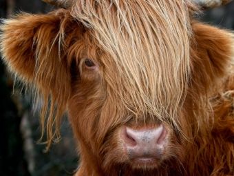 Produktbild: CALVENDO Puzzle Schottisches Hochland Rind, Highland Cattle 1000 Teile Puzzle quer | 1000 Teile Lege-Gr&ouml;&szlig;e 64 &times; 48 cm Foto-Puzzle f&uuml;r gl&uuml;ckliche Stunden