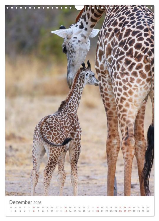 Produktbild: Magie des Augenblicks - Giraffen - Riesen der Savanne (Wandkalender 2026 DIN A3 hoch), CALVENDO Monatskalender