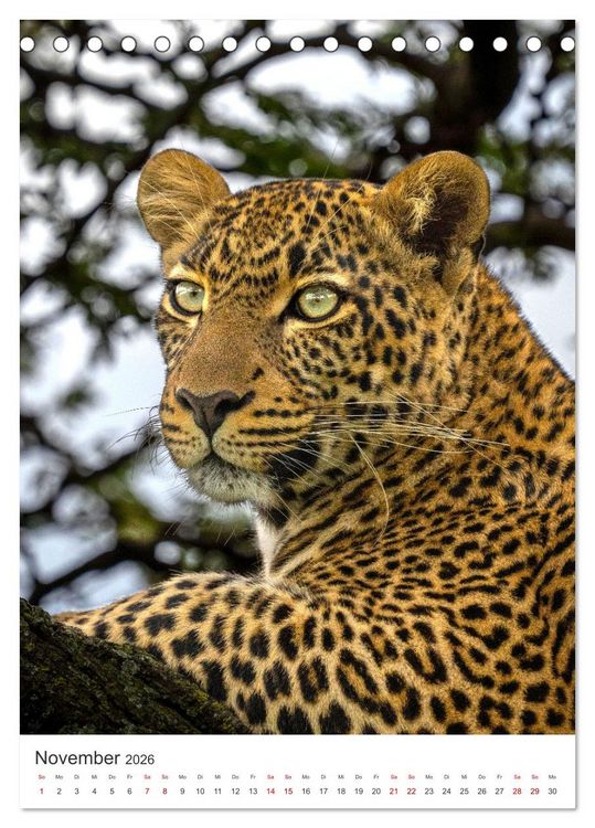 Produktbild: Leoparden - Die Beute im Visier. (Tischkalender 2026 DIN A5 hoch), CALVENDO Monatskalender