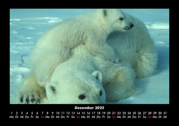 Produktbild: Welt der Tiere 2025 Fotokalender DIN A3