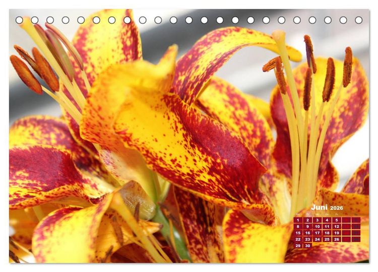 Produktbild: Lilien (Lilium) (Tischkalender 2026 DIN A5 quer), CALVENDO Monatskalender