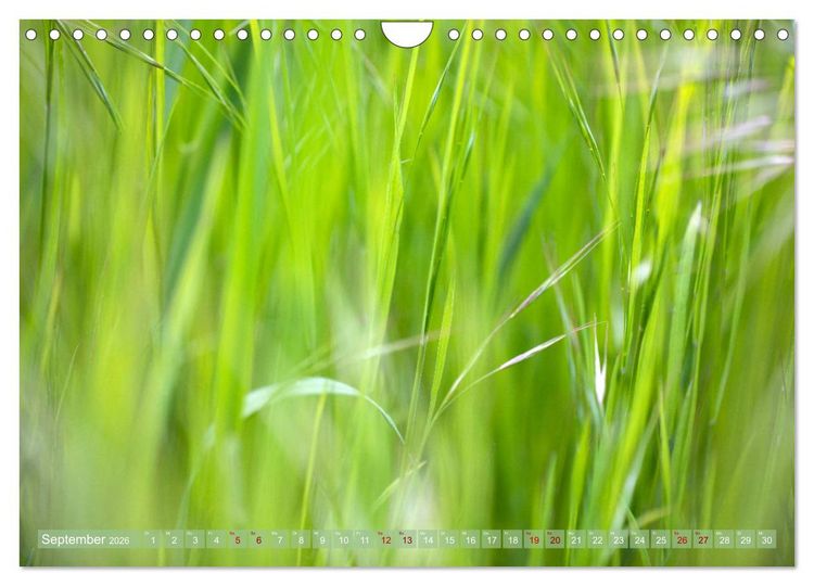 Produktbild: GR&Uuml;N Harmonie Wachstum Zufriedenheit (Wandkalender 2026 DIN A4 quer), CALVENDO Monatskalender