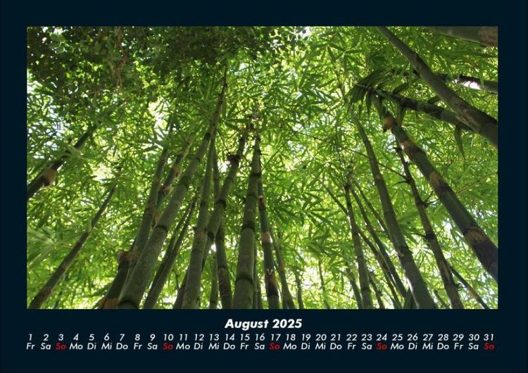 Produktbild: Waldzauber 2025 Fotokalender DIN A4