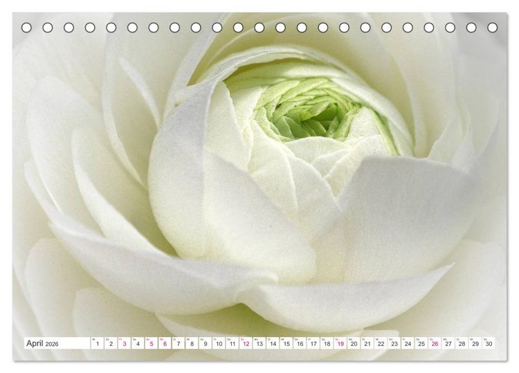 Produktbild: Traumbl&uuml;ten in Wei&szlig; (Tischkalender 2026 DIN A5 quer), CALVENDO Monatskalender