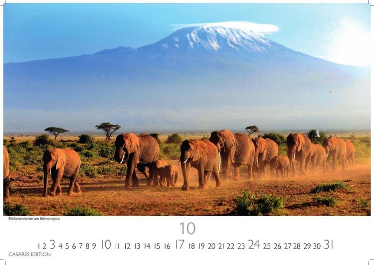 Produktbild: Wilde Tiere Afrikas Kalender 2027 &ndash; Wandkalender | Fotokalender Afrika 35x50cm | Naturfotografie | Tierkalender Afrika | Geschenk f&uuml;r Naturliebhaber
