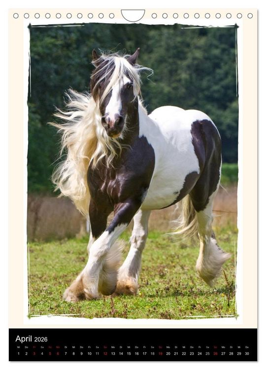 Produktbild: Gypsy's (Wandkalender 2026 DIN A4 hoch), CALVENDO Monatskalender