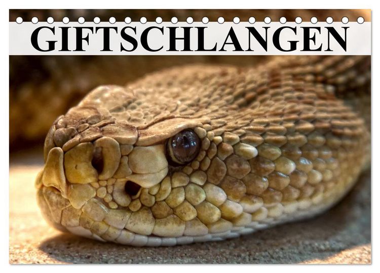 Produktbild: Giftschlangen (Tischkalender 2026 DIN A5 quer), CALVENDO Monatskalender