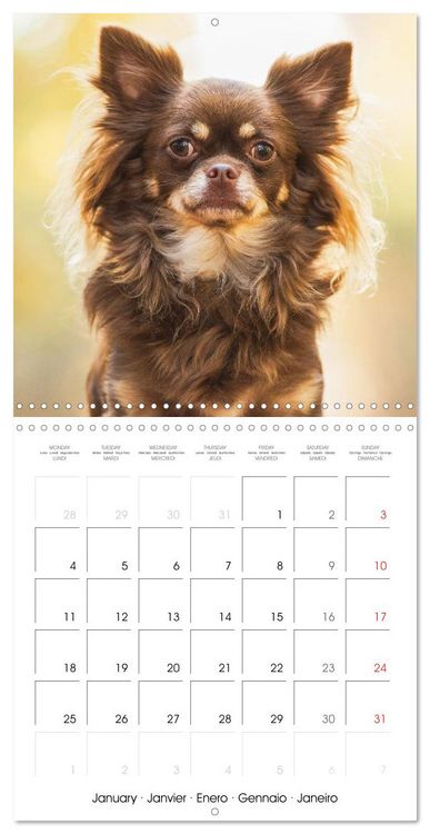 Produktbild: Chihuahua: Small dogs, but mighty (Wall Calendar 2027 12 &times; 12 Inch) CALVENDO 12 Month Wall Calendar