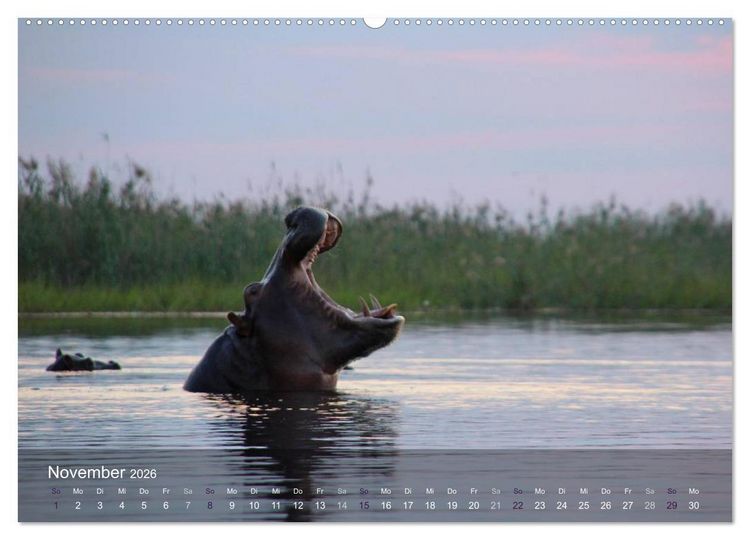 Produktbild: Botswana Wildlife (hochwertiger Premium Wandkalender 2026 DIN A2 quer), Kunstdruck in Hochglanz